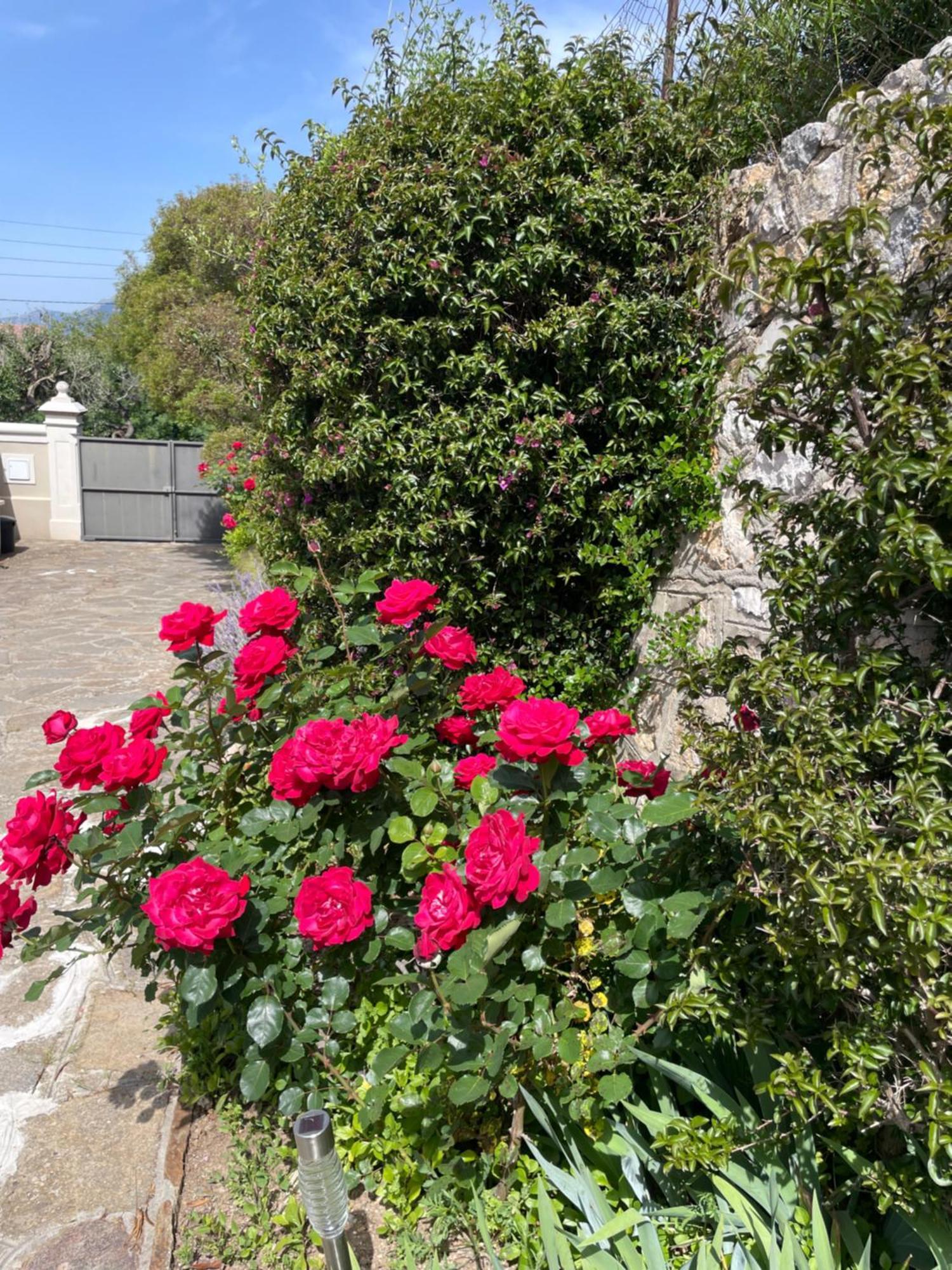 Les Trefles Apartment Hyeres Ngoại thất bức ảnh